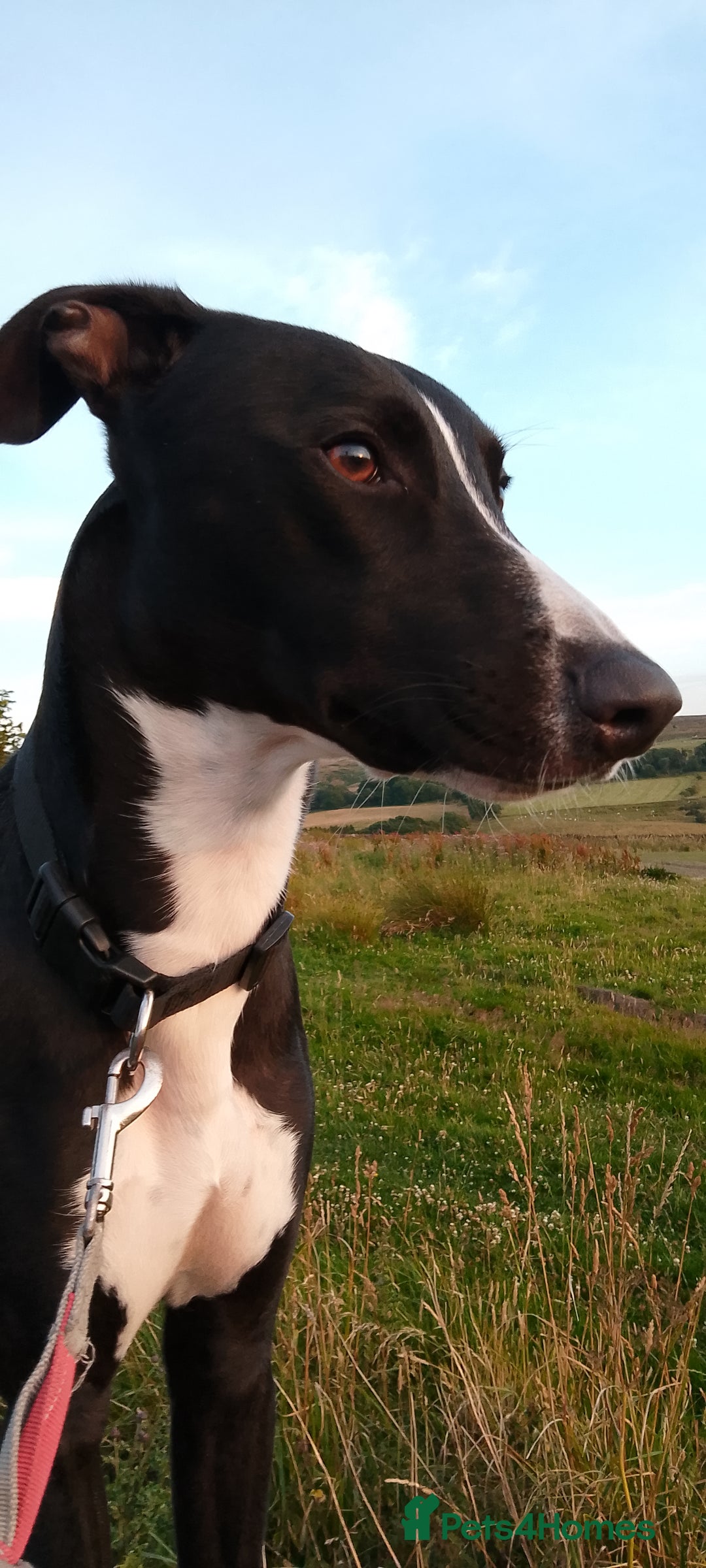 Lurcher dogs for stud: 🌟Luka is officially up for stud🌟 - Image 3