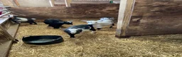 Goats livestock for sale: Pygmy kids for sale. Females and castrated males  - Advert 3