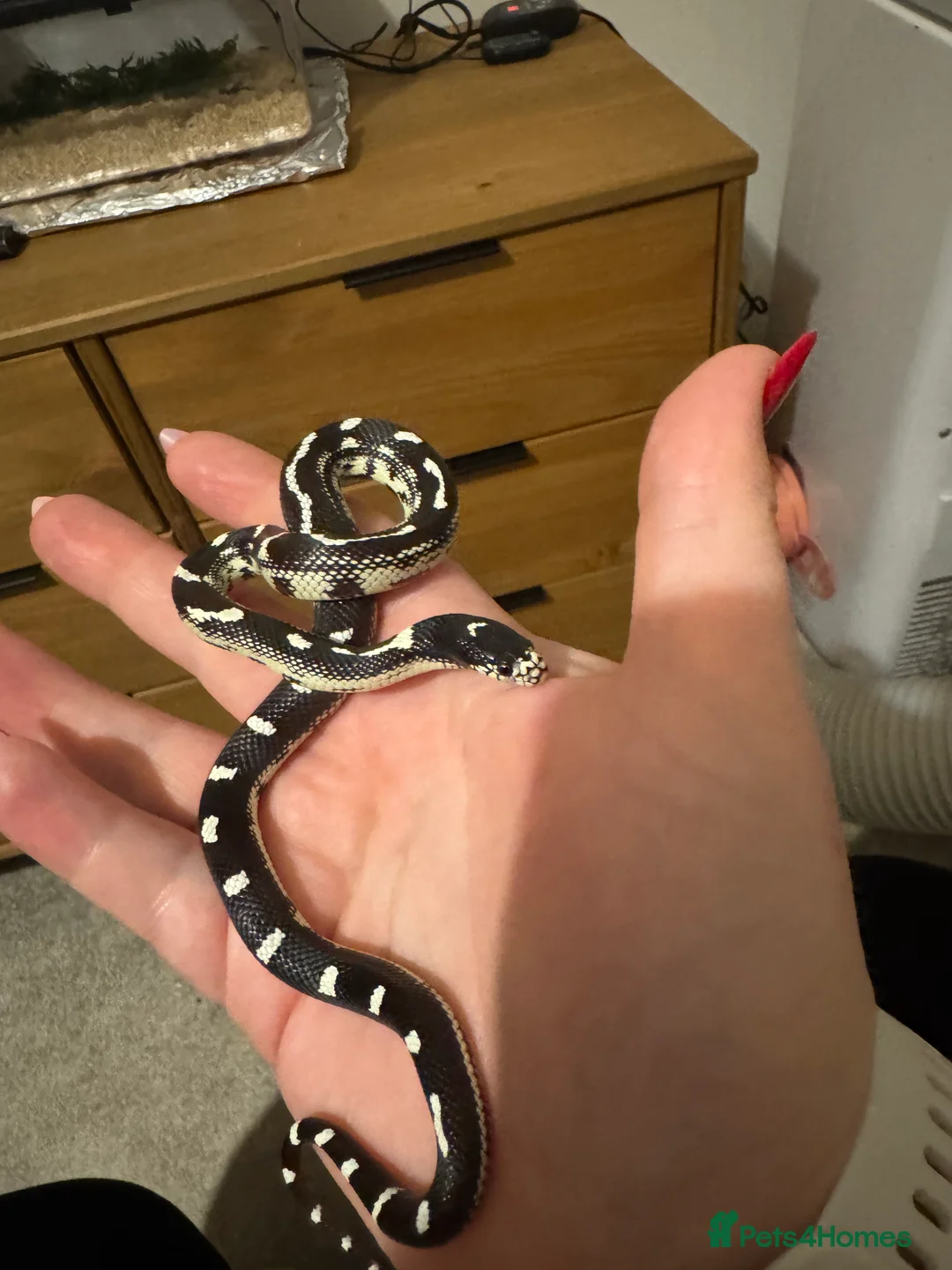 King Snake reptiles for sale: California King Snake in Spalding - Advert 1