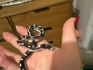 King Snake reptiles California King Snake - Advert 2