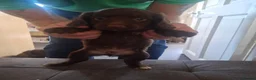 Cocker Spaniel dogs for sale: Cocker spaniel puppies ready now in Houghton le Spring - Advert 8