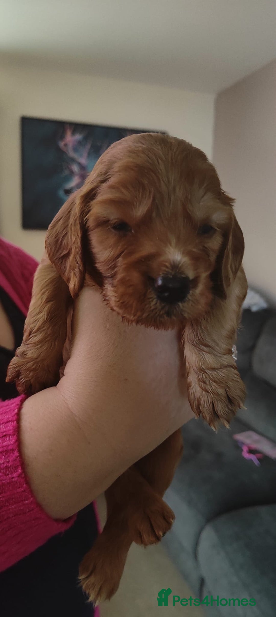 Cocker Spaniel dogs for sale: Gorgeous Cocker Spaniel pups  - Advert 6