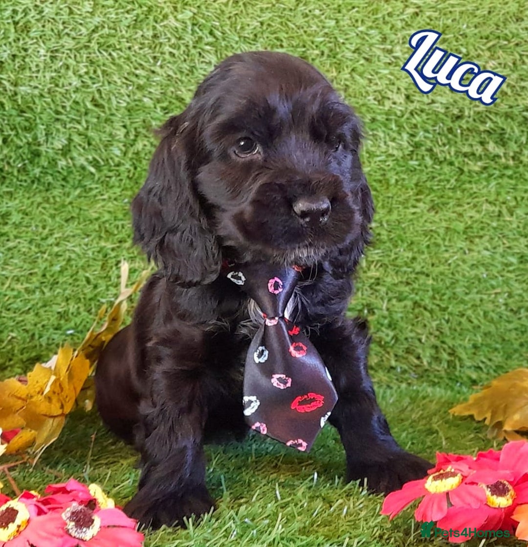 Cocker Spaniel dogs for sale: Stunning Show Cocker Spaniels - Advert 1