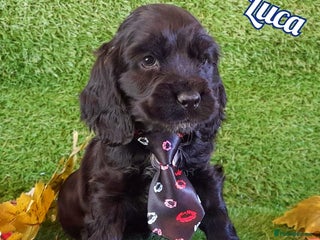 Cocker Spaniel dogs Stunning Show Cocker Spaniels - Advert 1