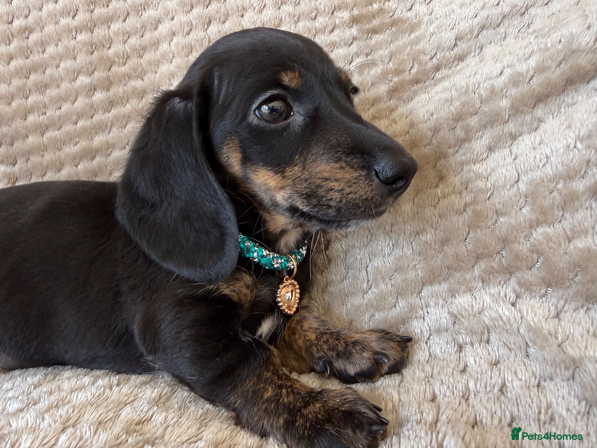 Miniature Dachshund dogs Mini smooth Dachshunds.KC,PRA & BVA clear parents  - Advert 7
