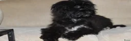 Aussiedoodle dogs for sale: Aussiedoodle F1 Health Tested KC registered parent - Advert 4