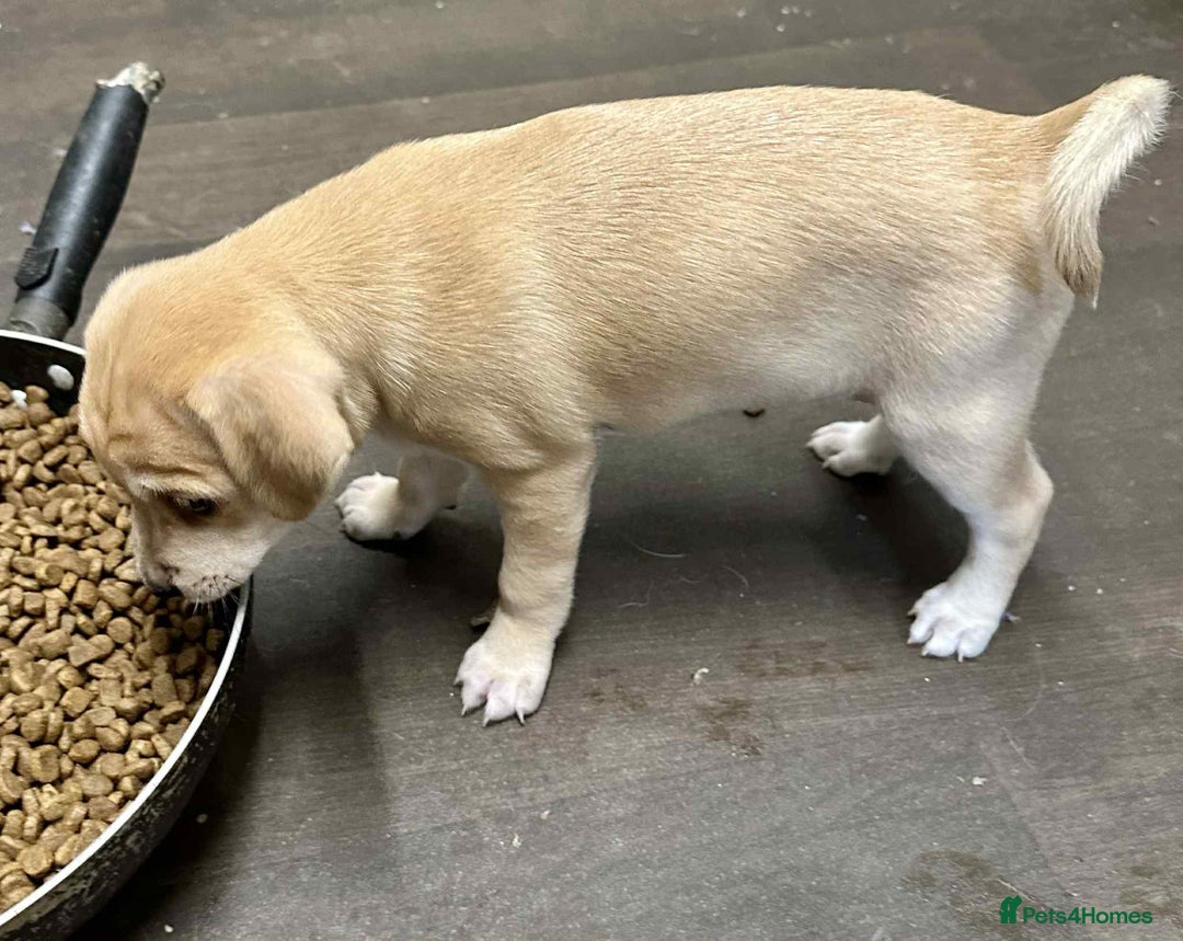 Mixed Breed dogs for sale: Beautiful and playful puppies for sale - Image 8