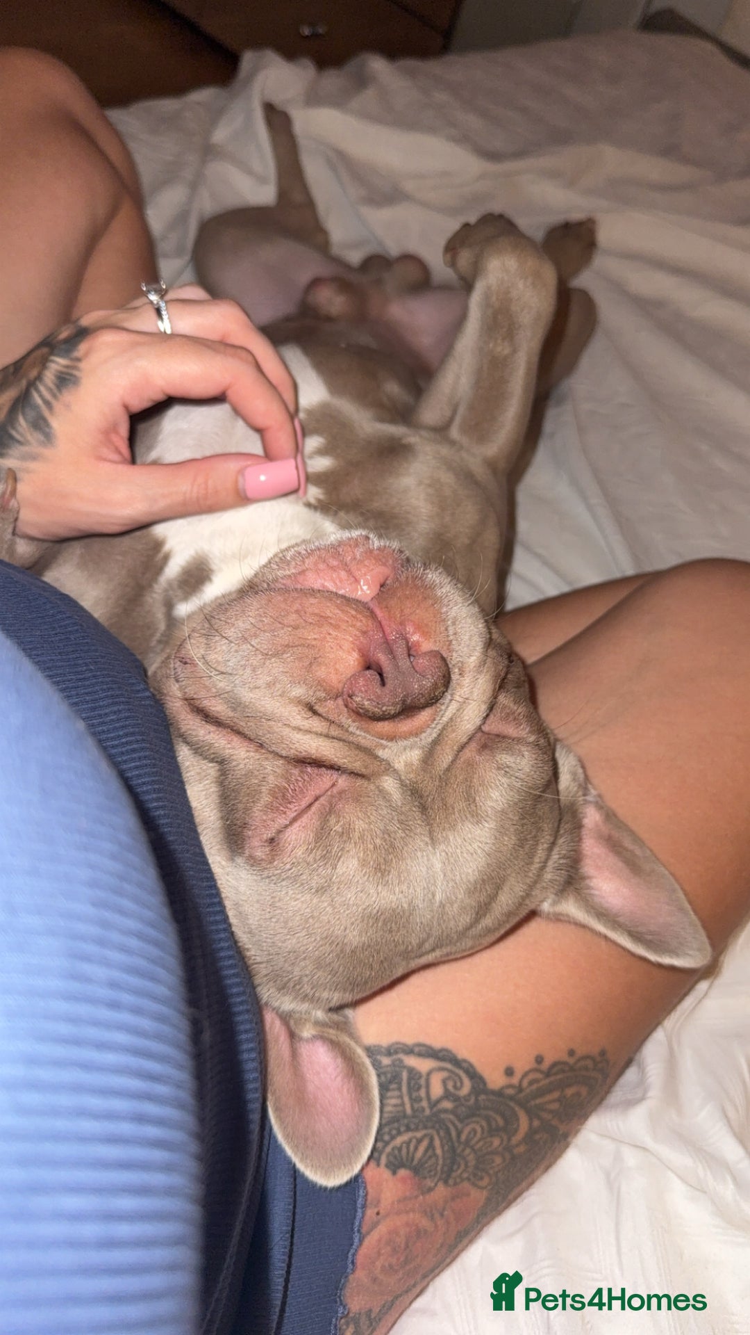 French Bulldog dogs for sale: 3 year old male French bulldog - Advert 3