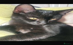 Bengal cats for sale: Bengal cross kittens - Image 4