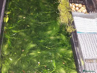 Other/Mixed Breed fish 10-year established jungle tank due t - Advert 1