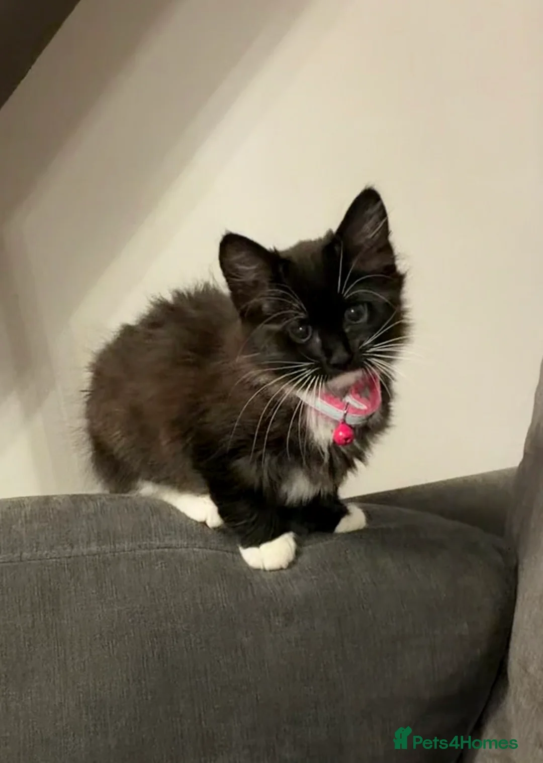 Siberian cats for sale: Siberian kitty  - Advert 2