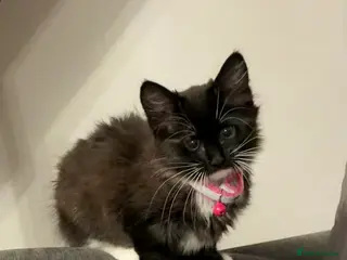 Siberian cats Siberian kitty - Advert 1