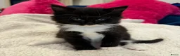 Mixed Breed cats for sale: Fluffy kittens for sale in West Byfleet - Advert 6