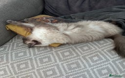 Ragdoll cats for sale: Gorgeous Ragdoll girls - Image 4
