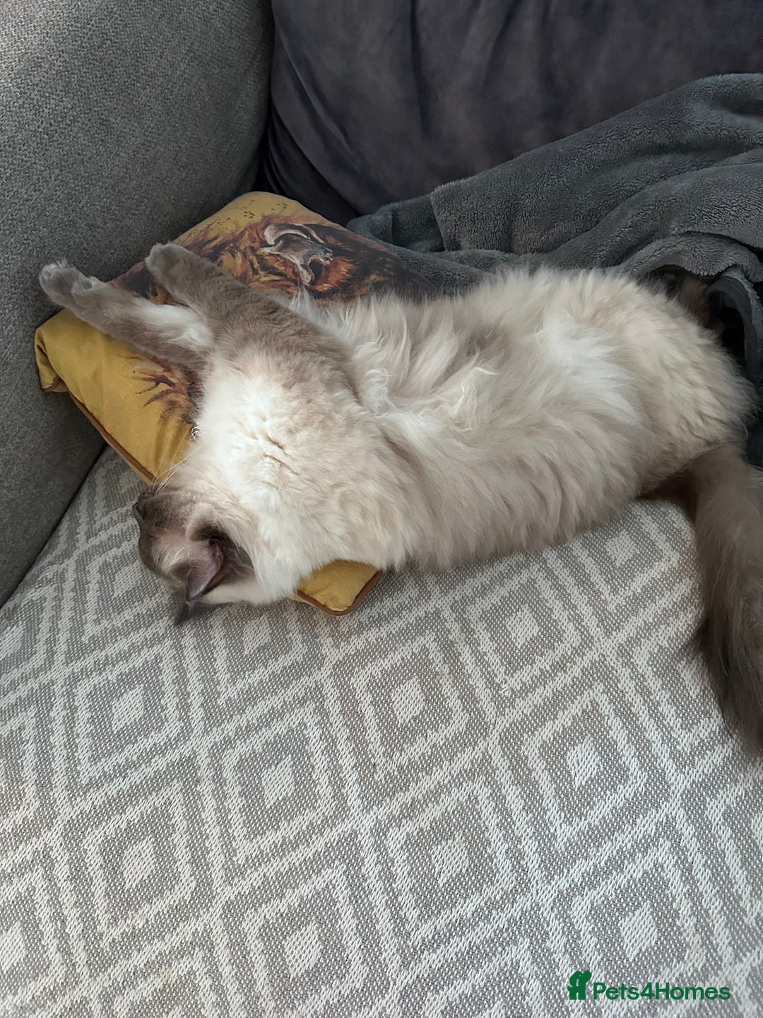 Ragdoll cats for sale: Gorgeous Ragdoll girls - Image 4