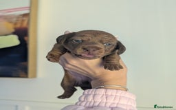Miniature Dachshund dogs for sale: Red and cream brindle male dachshund  - Image 2