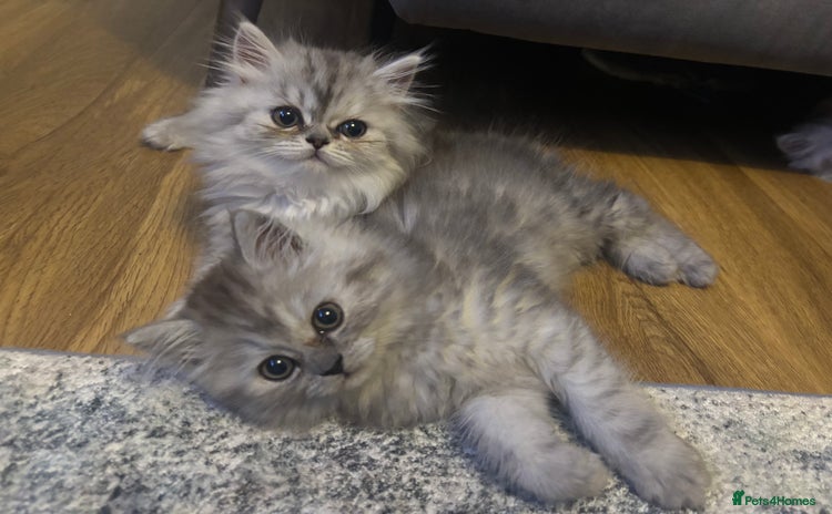 Persian cats - Advert 10