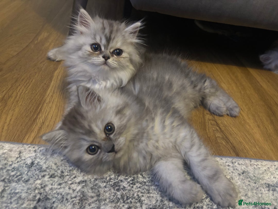 Persian cats for sale: Last Boy! Persian Ragdoll Kittens  - Image 2