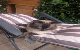 Ragdoll cats for stud: Beautiful MINK seal chocolate stud  - Image 17