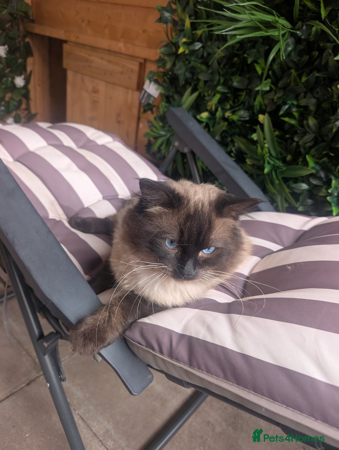 Ragdoll cats for stud: Beautiful MINK seal chocolate stud  - Image 17