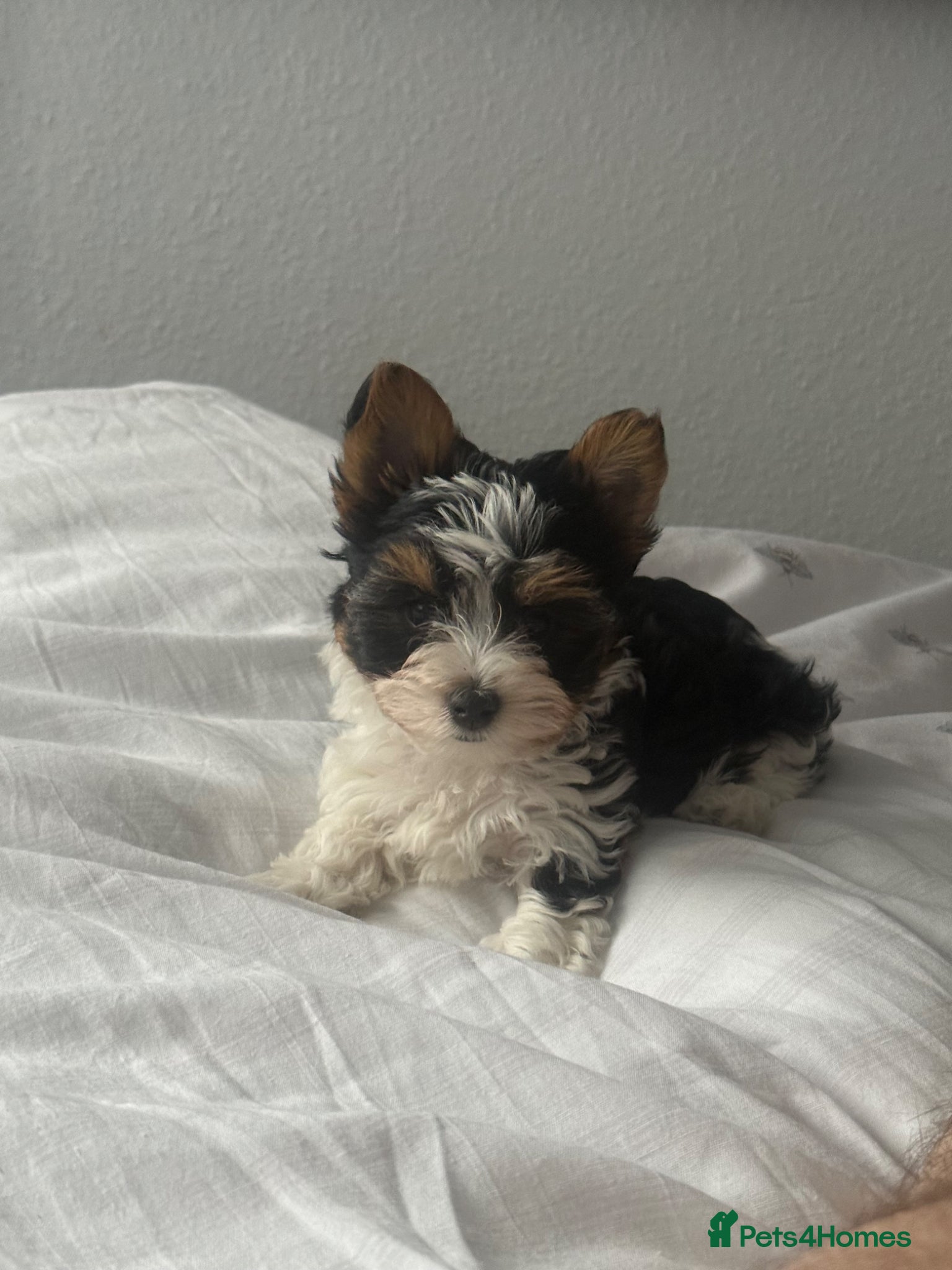 Biewer Terrier dogs ✨ Only One Beautiful Biewer Terrier Girl Left ✨ - Advert 2