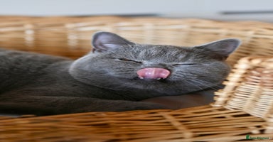 British Shorthair cats - Advert 12