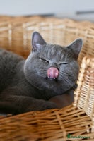 British Shorthair cats - Advert 9