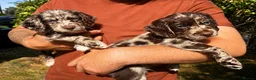 Cocker Spaniel dogs for sale: Two Cocker Spaniel Puppies - Advert 1