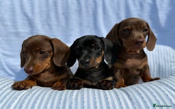 Miniature Dachshund dogs for sale: Kc Registered miniature dachshund  - Image 9