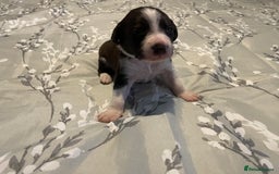 Mixed Breed dogs for sale: Sprollies - Image 7