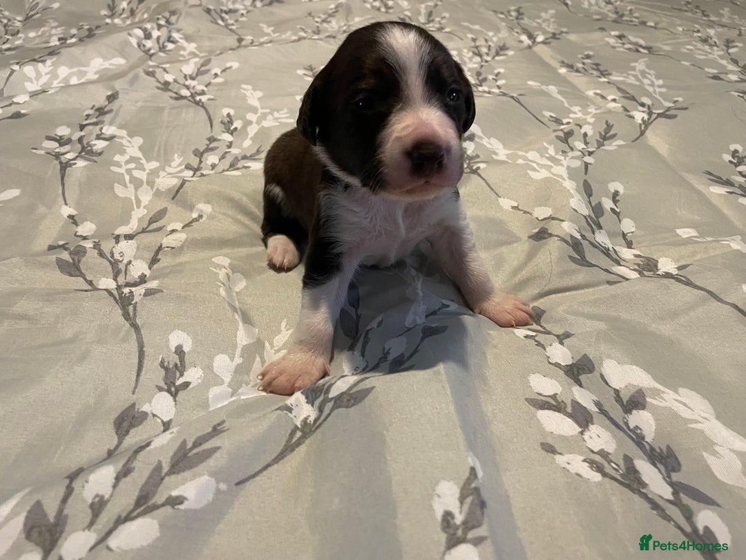 Mixed Breed dogs for sale: Sprollies - Image 7