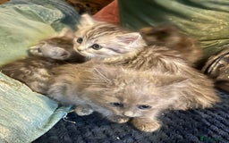 Mixed Breed cats for sale: Beautiful kittens  - Image 16