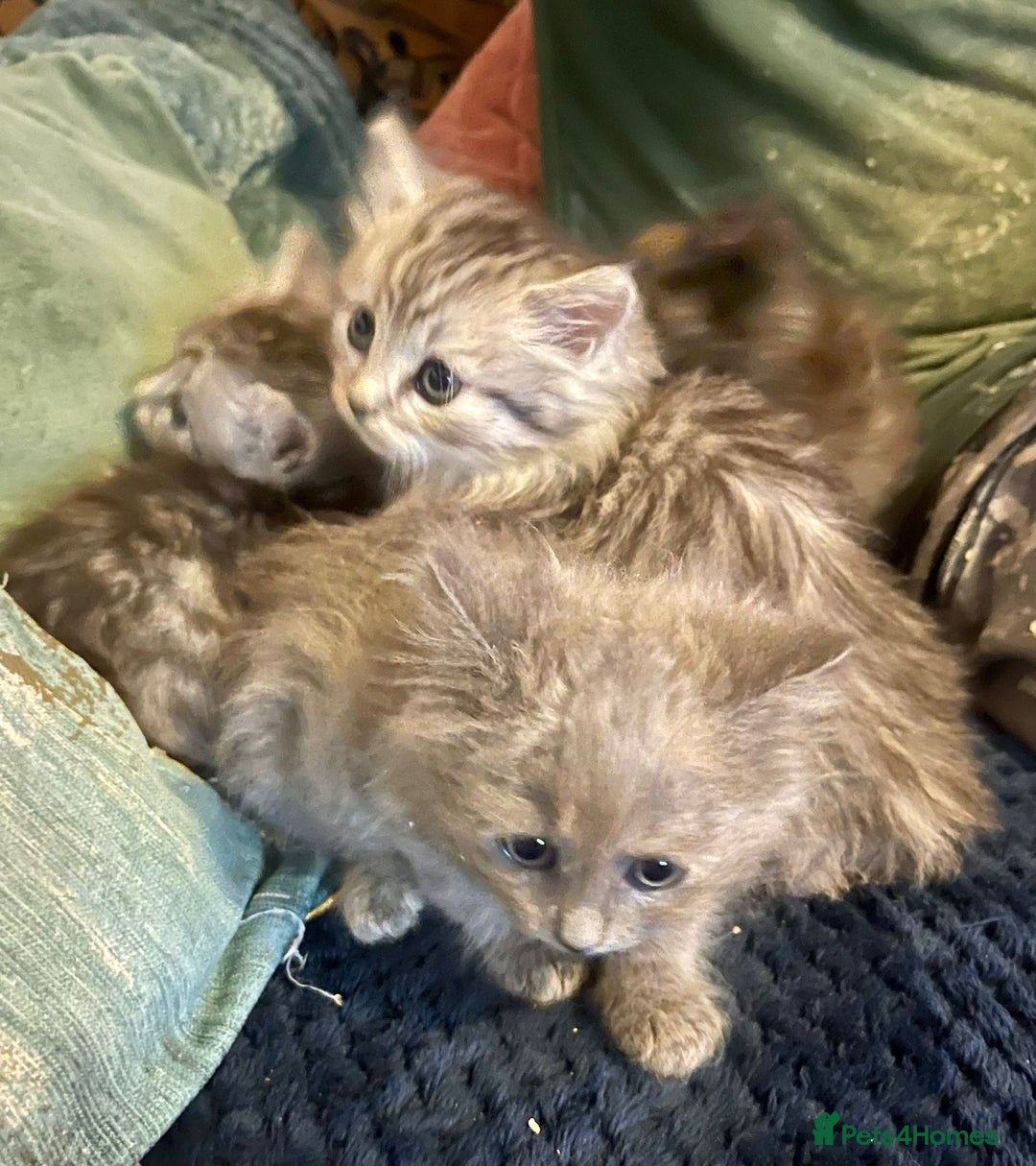 Mixed Breed cats for sale: Beautiful kittens  - Image 16