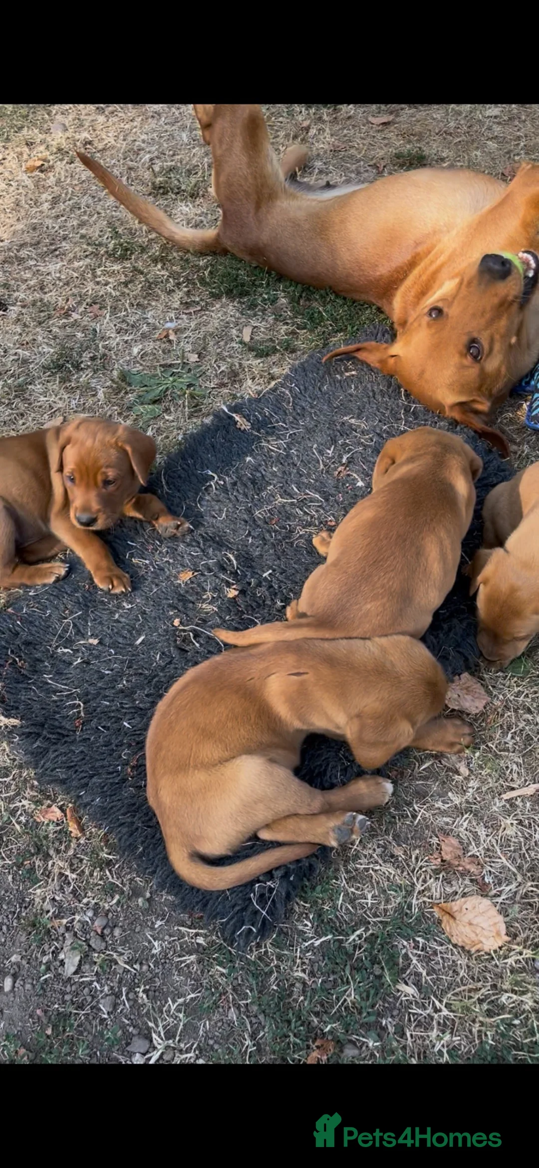 Labrador Retriever dogs for sale: Beautiful fox reds - Advert 8
