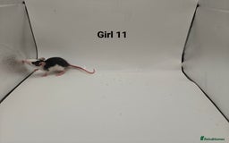 Rat rodents for sale: October Litters: 32 Rats For Sale - Image 19