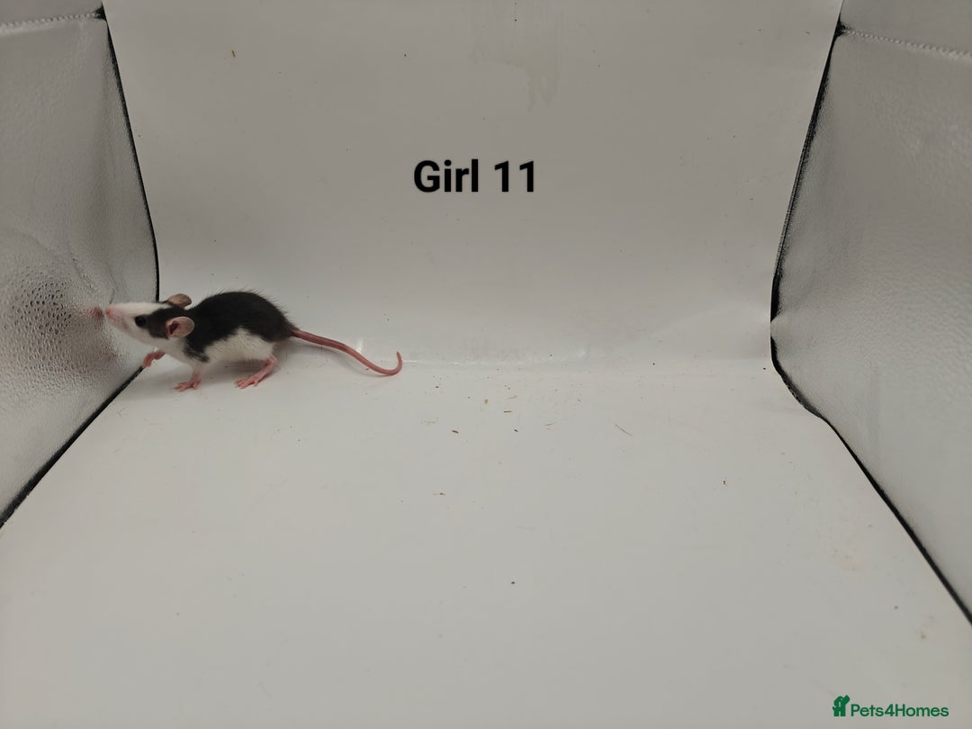 Rat rodents for sale: October Litters: 32 Rats For Sale - Image 19