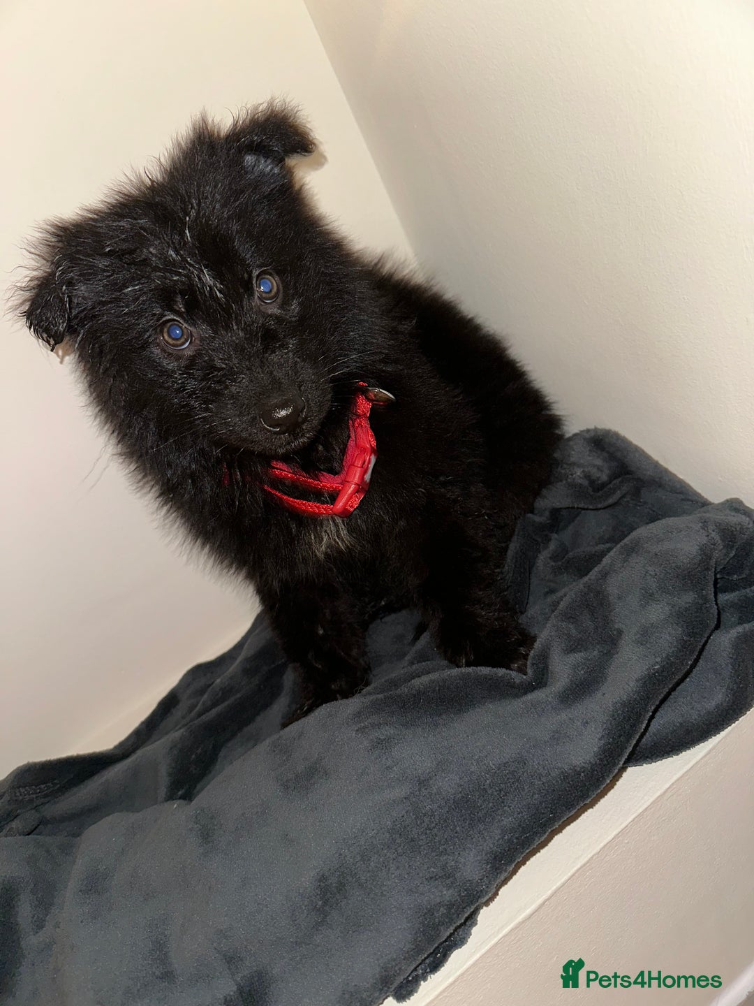 German Shepherd dogs for sale: Stunning white and black long coat German Shepards - Advert 7