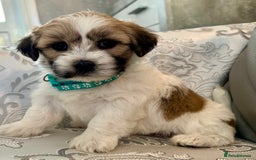 Mixed Breed dogs for sale: La Chon Puppies!  - Image 2