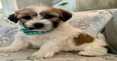 Mixed Breed dogs - Advert 15