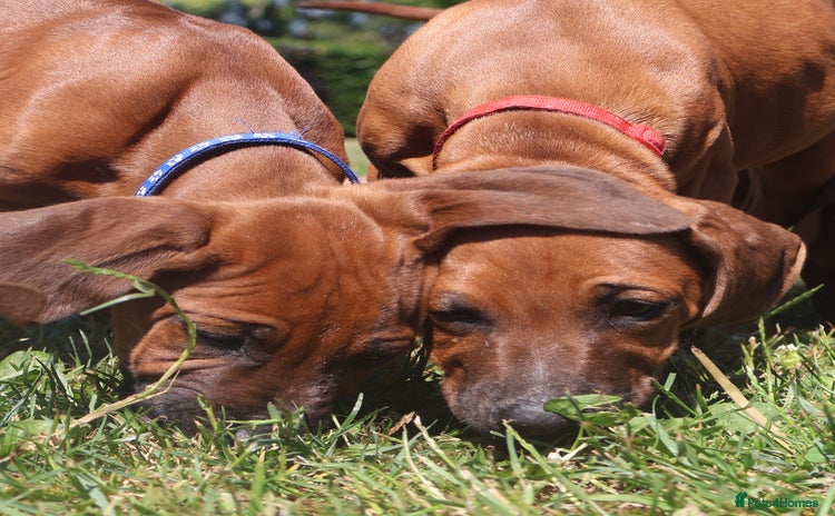 Rhodesian Ridgeback dogs - Advert 1