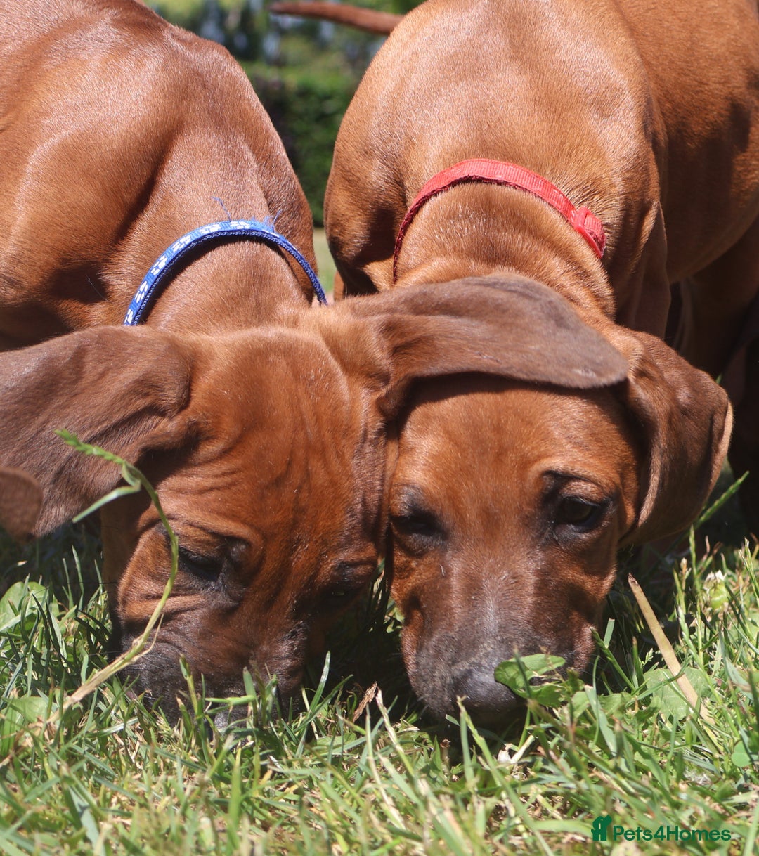 Rhodesian Ridgeback dogs for sale: EXCEPTIONAL OPPORTUNITY TO PURCHASE SHOW QUALITY  - Image 1