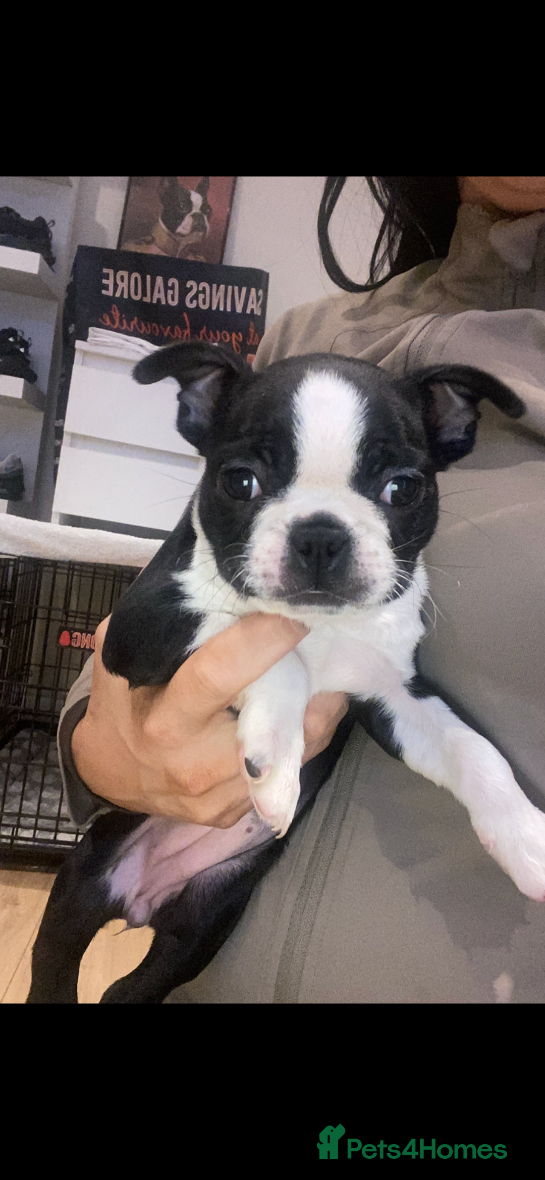 Boston Terrier dogs for sale: Female Boston terrier - Advert 1