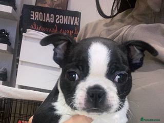 Boston Terrier dogs Female Boston terrier - Advert 12