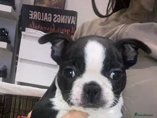 Boston Terrier dogs Female Boston terrier - Advert 10