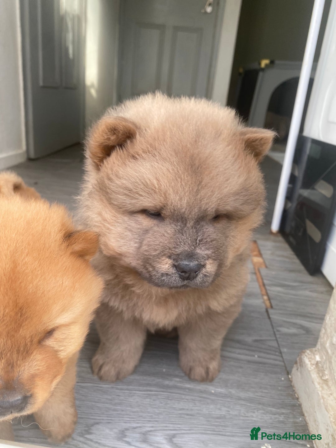 Chow Chow dogs for sale: Chow chow puppies  - Advert 6