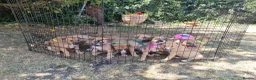 Lurcher dogs for sale: Lurcher pups  in Sturminster Newton - Advert 13