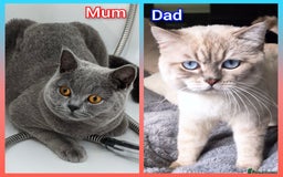 British Shorthair cats for sale: ❤️💙Last 2 Kittens ● TICA Reg ● BSH ●Colorpoints ✨ - Image 6