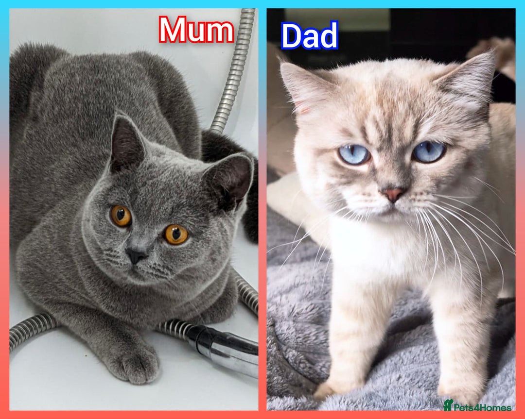 British Shorthair cats for sale: ❤️💙Last 2 Kittens ● TICA Reg ● BSH ●Colorpoints ✨ - Image 6