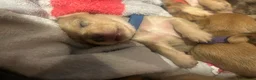Mixed Breed dogs for sale: Mini dachshund cross  - Advert 14