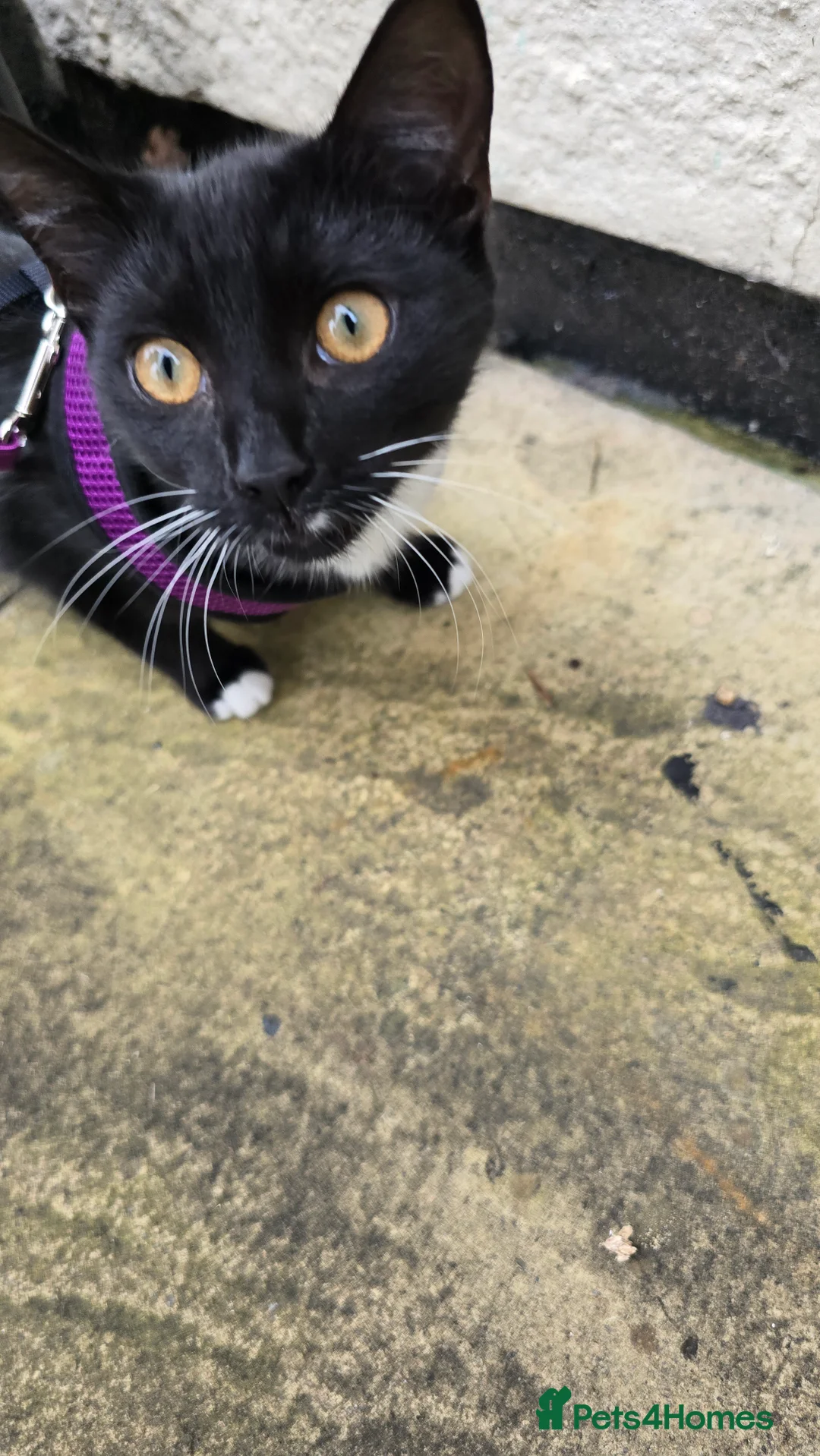 British Shorthair cats for sale: tuxedo female - Advert 2